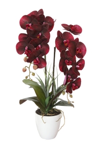 Бордовая орхидея в горшке 14X14X58 CM