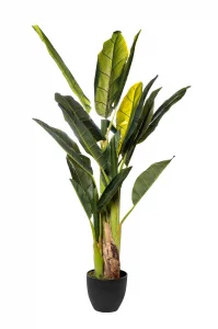 Банановый куст в горшке h120см 120 CM