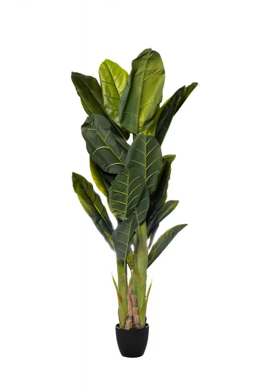 Банановый куст в горшке 180 CM 1