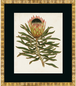 Постер Antique Protea 50X60 CM