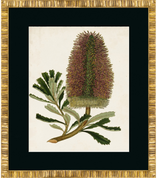 Постер Antique Protea 50X60 CM