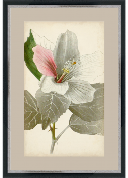 Постер Botanicals 40X60 CM