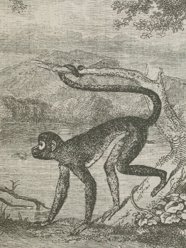 Постер Wild 100X75 CM