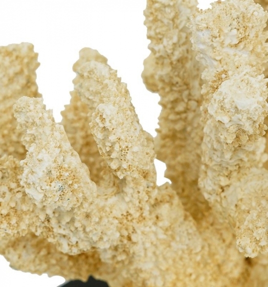 Декор настольный Coral 28X18X22 CM 4