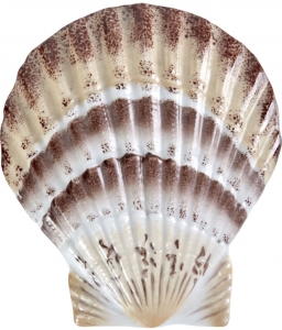 Фигурка Scallop Shell 12X2X14 CM