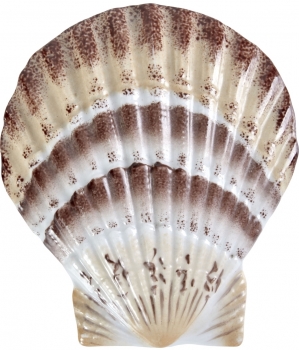 Фигурка Scallop Shell 12X2X14 CM