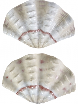 Фигурка Tridacna Shell 13X3X9 CM