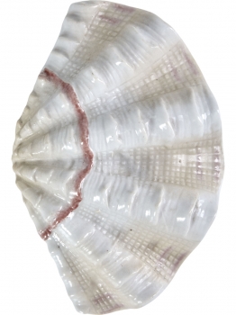 Фигурка Tridacna Shell 13X3X9 CM