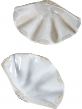 Фигурка Tridacna Shell 13X3X9 CM