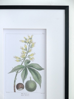Комплект из двух постеров Flora 50X70 / 50X70 CM