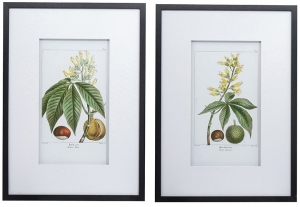 Комплект из двух постеров Flora 50X70 / 50X70 CM