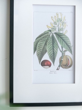 Комплект из двух постеров Flora 50X70 / 50X70 CM