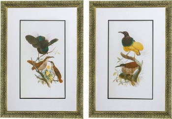 Комплект из двух постеров в раме Bird 50X70 / 50X70 CM