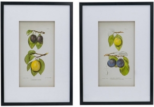 Комплект из двух постеров Flora 50X70 / 50X70 CM