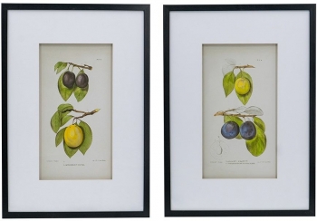 Комплект из двух постеров Flora 50X70 / 50X70 CM