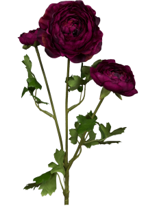 Роза пионовидная бордовая
