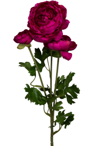 Роза пионовидная цвета фуксия