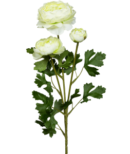 Роза пионовидная зеленая романтик