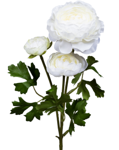 Роза пионовидная белая