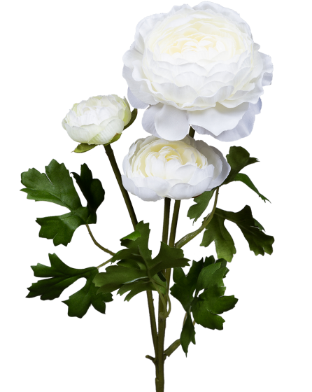 Роза пионовидная белая 1