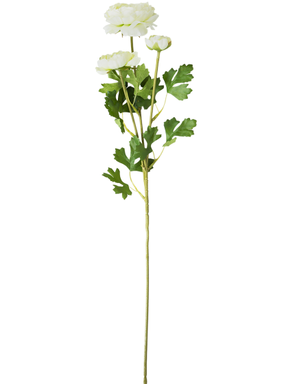 Роза пионовидная белая 2