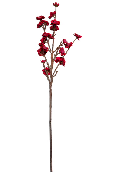 Растение Acacia senegal 6X18X72 CM 1