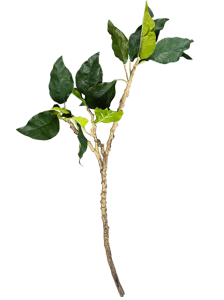 Растение Ferula Gummosa 33X33X104 CM 