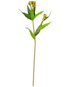 Растение Quassia Amara 24X10X64 CM