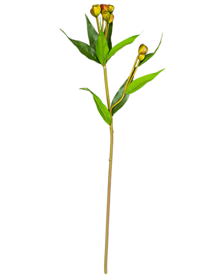 Растение Quassia Amara 24X10X64 CM 1