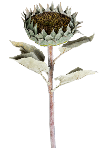 Подсолнух искусственный 18X18X80 CM