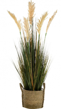 Растение декоративное Cortaderia 35X35X115 CM