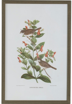 Набор из четырёх постеров Flora 40X60 / 40X60 / 40X60 / 40X60 CM