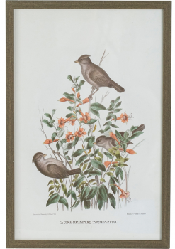 Набор из четырёх постеров Flora 40X60 / 40X60 / 40X60 / 40X60 CM