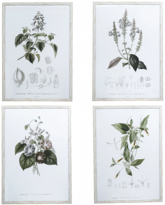 Комплект из четырёх постеров Botanical 50X70 / 50X70 / 50X70 / 50X70 CM