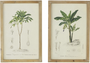 Комплект из двух постеров Flora 40X60 / 40X60 CM