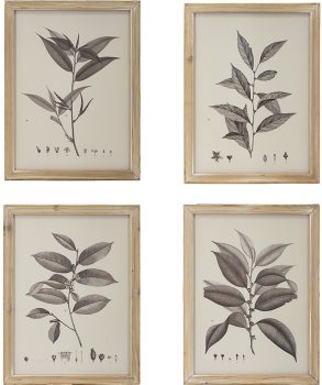 Комплект из четырёх постеров Flora 40X53 / 40X53 / 40X53 / 40X53 CM