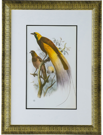 Диптих Birds of Paradise 60X80 / 60X80 CM 4