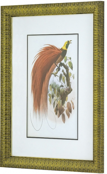 Диптих Birds of Paradise 60X80 / 60X80 CM