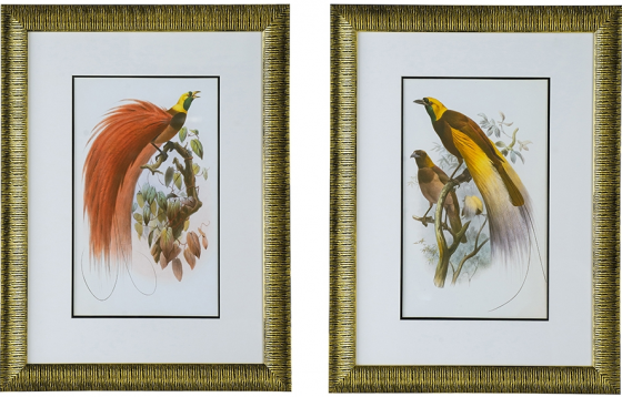 Диптих Birds of Paradise 60X80 / 60X80 CM 1