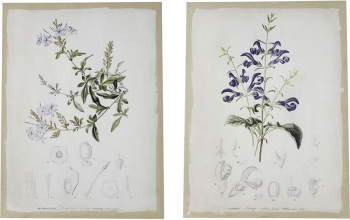 Диптих Flora 60X80 / 60X80 CM