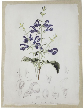 Диптих Flora 60X80 / 60X80 CM