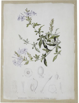 Диптих Flora 60X80 / 60X80 CM