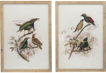 Постеры Birds 50X70 / 50X70 CM