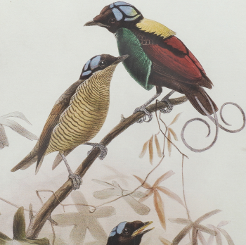 Постеры Birds 50X70 / 50X70 CM