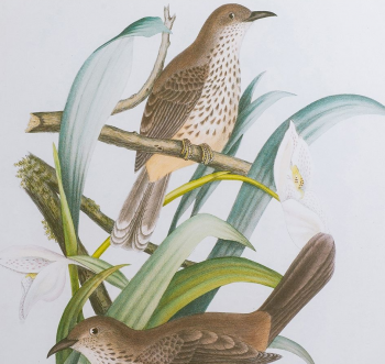 Диптих Bird 50X70 / 50X70 CM