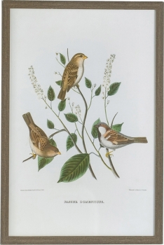 Постеры Birds 40X60 / 40X60 / 40X60 / 40X60 CM