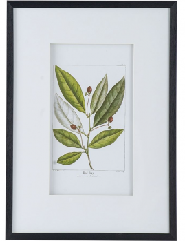 Комплект из двух постеров Flora 50X70 / 50X70 CM