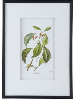 Комплект из двух постеров Flora 50X70 / 50X70 CM