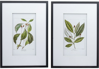 Комплект из двух постеров Flora 50X70 / 50X70 CM
