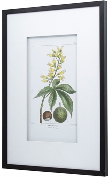 Постеры Сhestnuts 50X70 / 50X70 CM